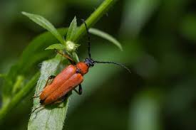 Attēlu rezultāti vaicājumam “Leptura rubra”