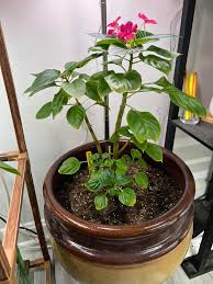 Image result for Impatiens walleriana