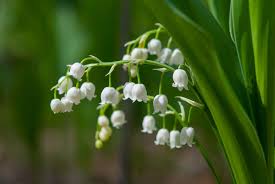 Attēlu rezultāti vaicājumam “Convallaria majalis leaf”