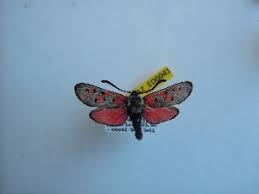 Attēlu rezultāti vaicājumam “Zygaena sp.”