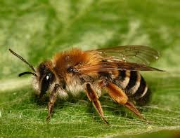 Attēlu rezultāti vaicājumam “Andrena”
