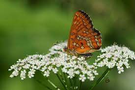 Attēlu rezultāti vaicājumam “Euphydryas maturna upperside”