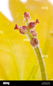 Attēlu rezultāti vaicājumam “Quercus robur female flower”