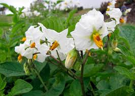 Attēlu rezultāti vaicājumam “Solanum tuberosum flower”