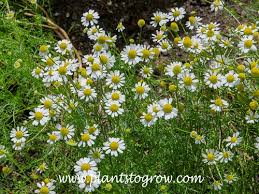 Image result for Matricaria recutita (chamomilla)