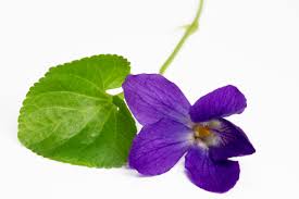Attēlu rezultāti vaicājumam “Viola odorata leaf”