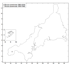 Attēlu rezultāti vaicājumam “Riccia cavernosa”