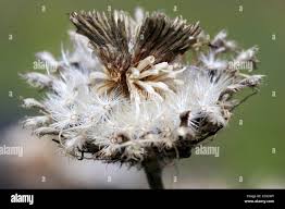 Attēlu rezultāti vaicājumam “Centaurea scabiosa flower”