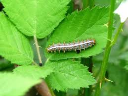 Attēlu rezultāti vaicājumam “Brenthis daphne underside”