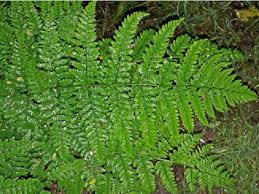 Attēlu rezultāti vaicājumam “Dryopteris dilatata”