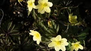 Attēlu rezultāti vaicājumam “Anemone x lipsiensis”