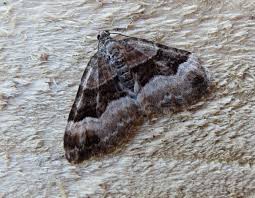 Attēlu rezultāti vaicājumam “Xanthorhoe biriviata”