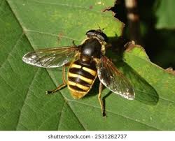 Attēlu rezultāti vaicājumam “Sericomyia silentis”