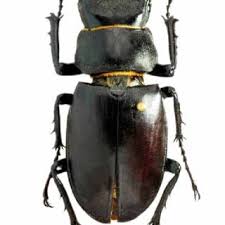 Attēlu rezultāti vaicājumam “Ceruchus chrysomelinus”