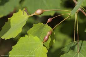 Attēlu rezultāti vaicājumam “Contarinia petioli”