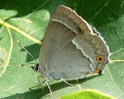 Attēlu rezultāti vaicājumam “Favonius quercus underside”