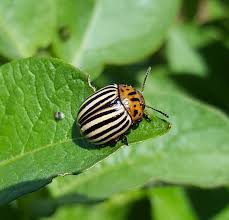 Attēlu rezultāti vaicājumam “Leptinotarsa decemlineata”