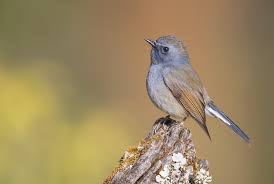 Attēlu rezultāti vaicājumam “Rusina ferruginea female”