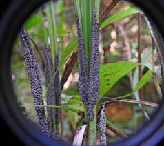 Attēlu rezultāti vaicājumam “Diderma subviridifuscum var. macrospora* macro”