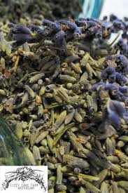 Attēlu rezultāti vaicājumam “Lavandula angustifolia bud”