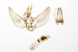 Attēlu rezultāti vaicājumam “Eupithecia subumbrata”