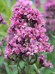 Image result for Phlox (großblumig)