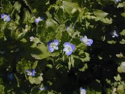Attēlu rezultāti vaicājumam “Veronica persica flower”