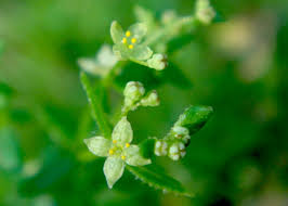 Attēlu rezultāti vaicājumam “Galium schultesii flower”