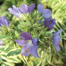 Attēlu rezultāti vaicājumam “Polemonium caeruleum leaf”