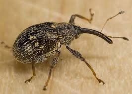 Attēlu rezultāti vaicājumam “Anthonomus phyllocola”