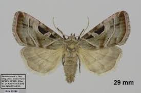 Attēlu rezultāti vaicājumam “Eucarta virgo”