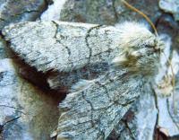 Attēlu rezultāti vaicājumam “Achlya flavicornis”
