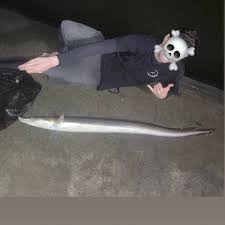 Image result for Chelon tricuspidens