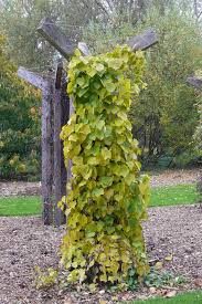 Attēlu rezultāti vaicājumam “Menispermum dauricum fruit”