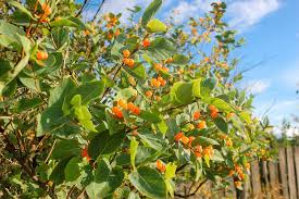 Attēlu rezultāti vaicājumam “Lonicera tatarica flower”