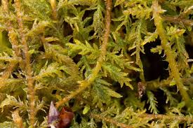 Attēlu rezultāti vaicājumam “Thuidium”