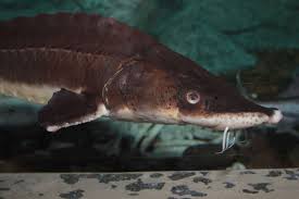 Image result for Acipenser desotoi