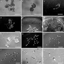 Attēlu rezultāti vaicājumam “Physarum globuliferum”