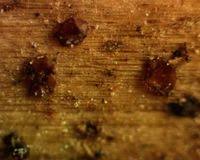 Attēlu rezultāti vaicājumam “Licea pusilla sessile”