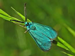 Attēlu rezultāti vaicājumam “Zygaenidae”