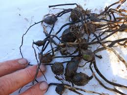 Attēlu rezultāti vaicājumam “Lathyrus tuberosus bud”