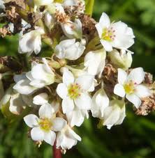 Attēlu rezultāti vaicājumam “Fagopyrum esculentum”