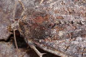 Attēlu rezultāti vaicājumam “Oligia sp.”