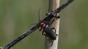 Attēlu rezultāti vaicājumam “Cantharis rustica”