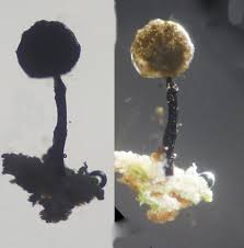 Attēlu rezultāti vaicājumam “Chaenotheca brunneola”