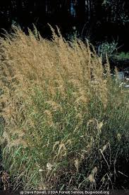 Attēlu rezultāti vaicājumam “Calamagrostis purpurea fruit”