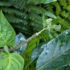 Attēlu rezultāti vaicājumam “Solanaceae”