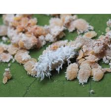 Image result for Cryptolaemus