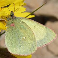 Attēlu rezultāti vaicājumam “Colias palaeno”