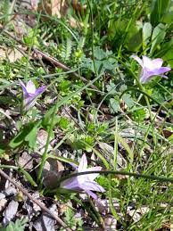 Attēlu rezultāti vaicājumam “Campanula patula fruit”